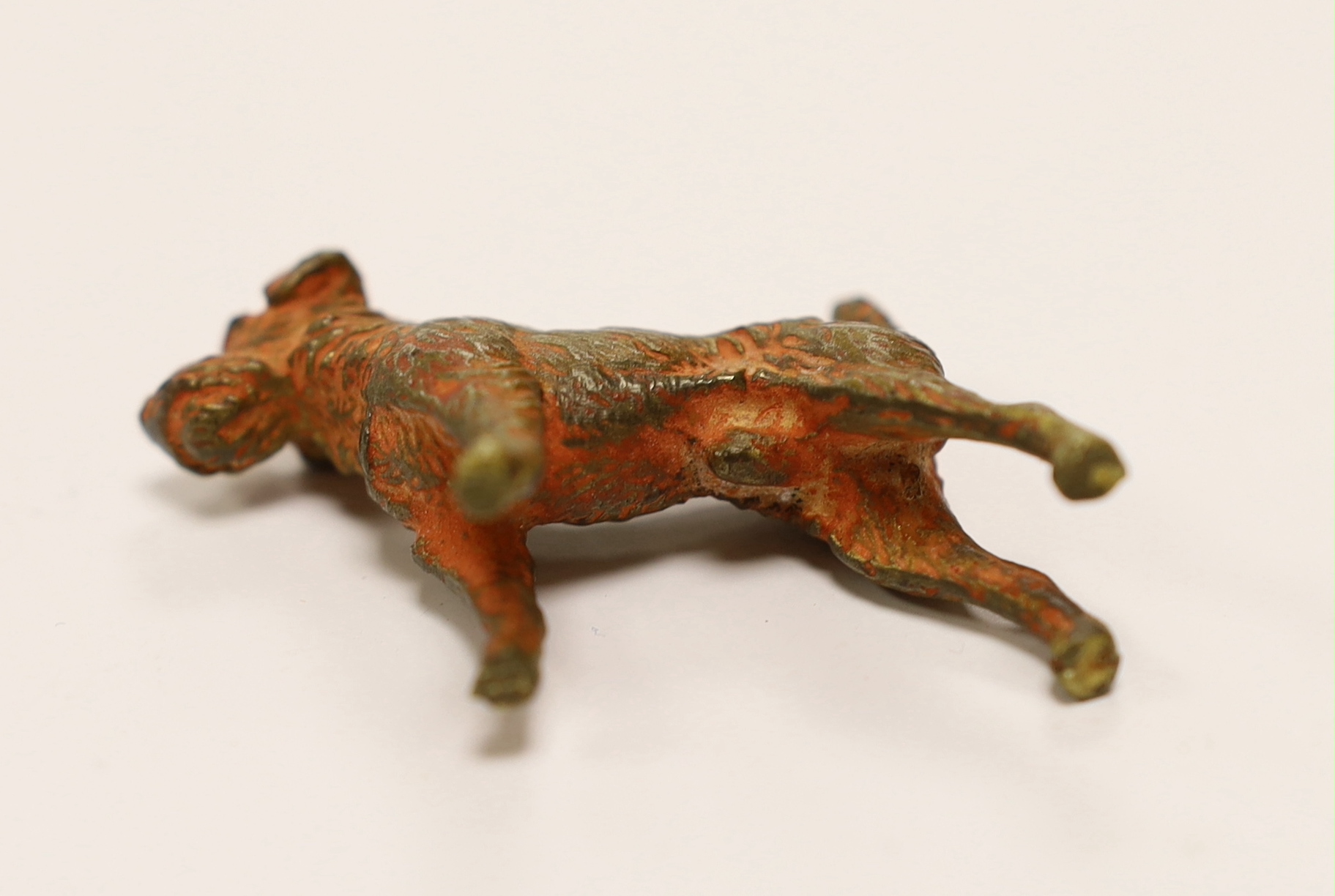 An Austrian cold painted bronze of a Airedale Terrier, approx 5cm wide